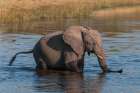 A young African elephant crossing the Savuti Channel-Linyanti-Botswana Art Print